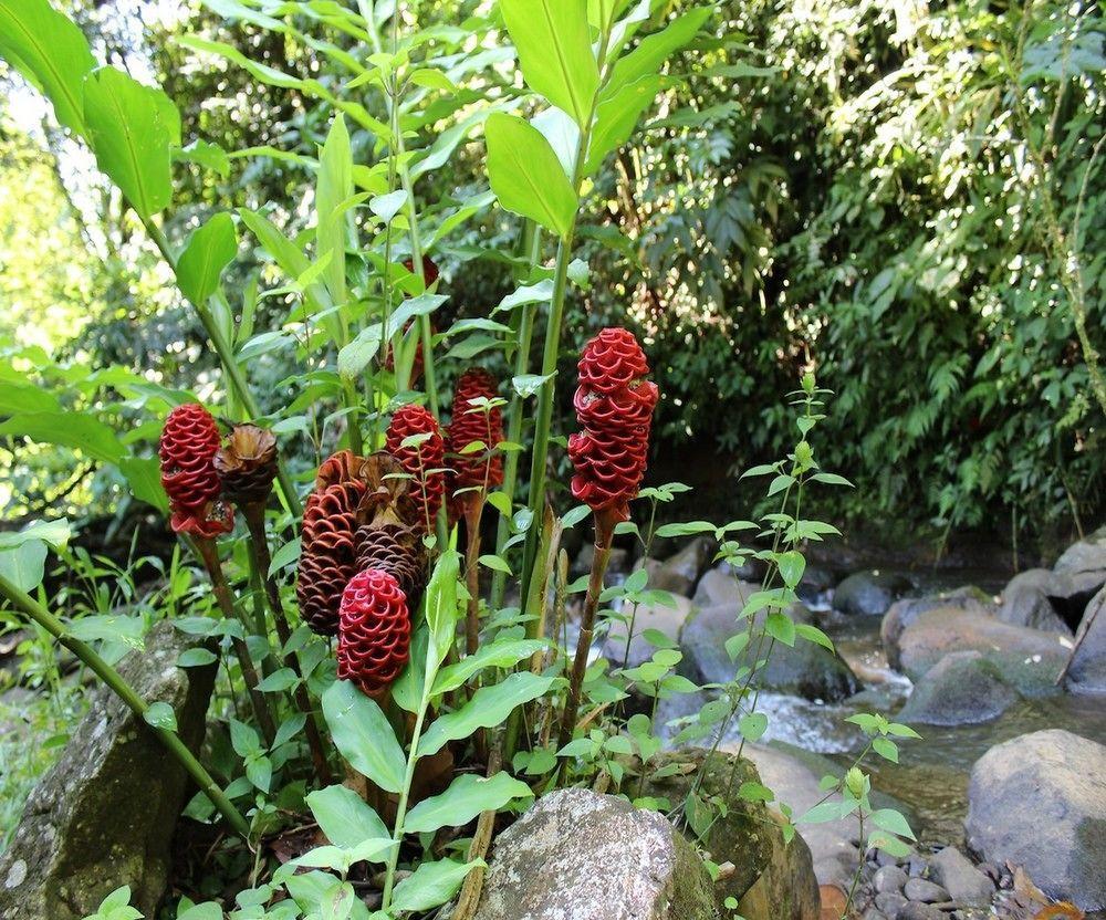 Agua Hotel Nuevo Arenal